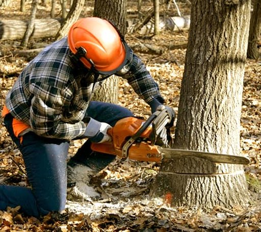 Tree Removal in Stonyford, CA
